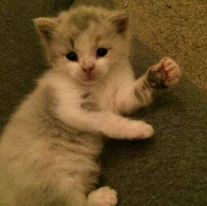 Meet your Posher, Scott